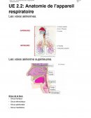 UE 2.2: Anatomie de l’appareil respiratoire