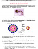 Les virus sont des systèmes biologiques non cellulaires