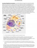 Physiologie Animale