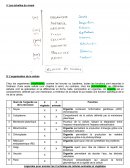 Organisation pluricellulaire du vivant