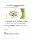 Fiche pratique du système nerveux