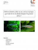 Mode de vie des poissons zèbres, étude éthologique