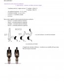 Anatomie du rachis (colonne vertébrale)