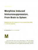 Morphine-Induced Immunosuppression, From Brain to Spleen