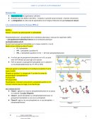 La voie de la PI3-KINASE/AKT