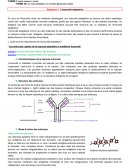Le fonctionnement du système immunitaire humain